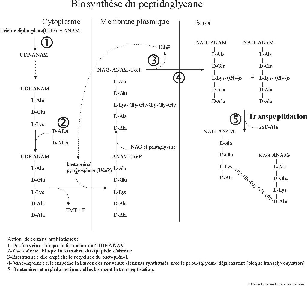 Biosynthèse du peptidoglycane
