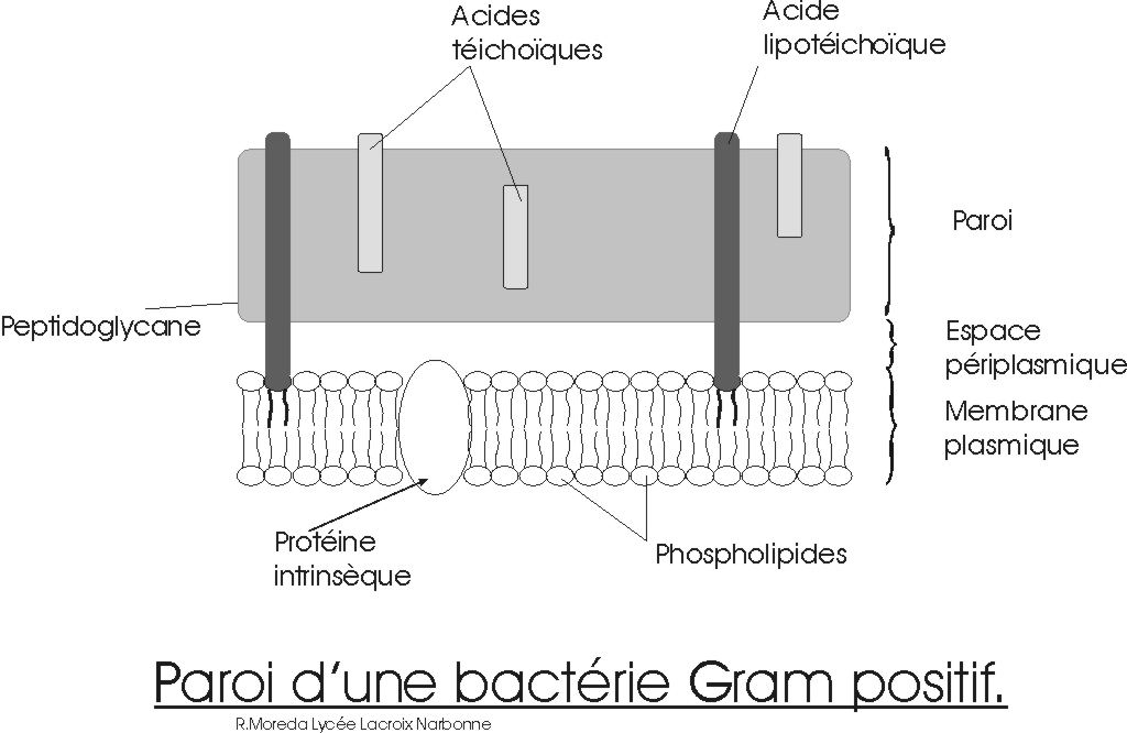 Schéma de la paroi des bactéries Gram positives