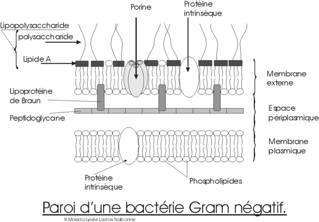 Schéma de la paroi des bactéries Gram négatif