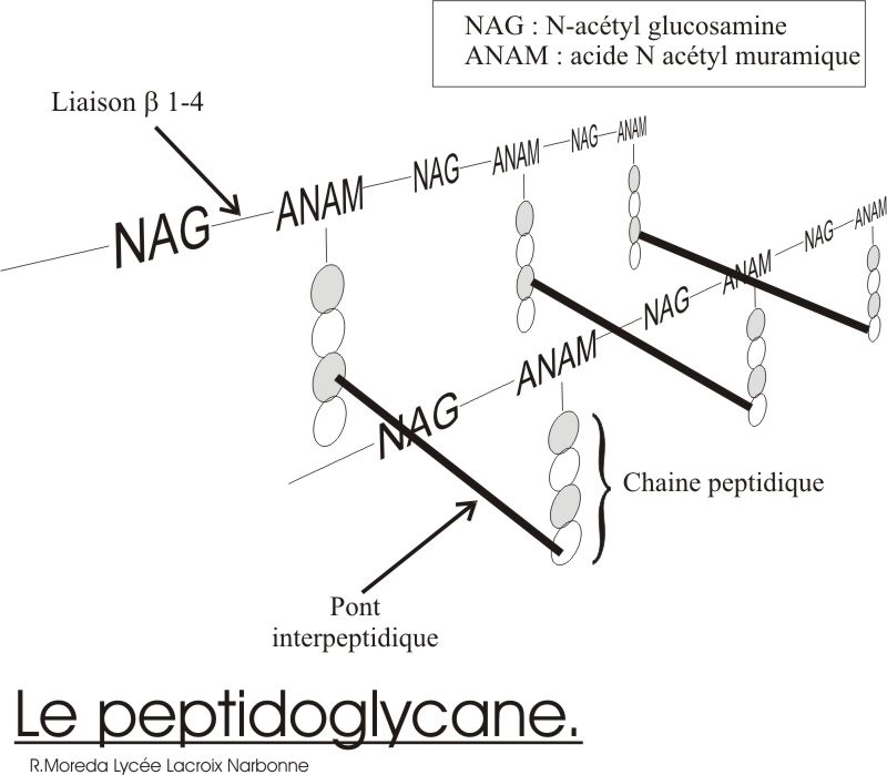Schéma simplifié du peptidoglycane