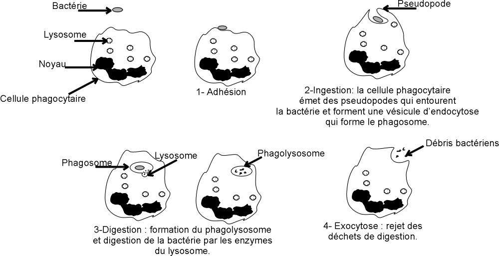Schéma des étapes de la phagocytose.