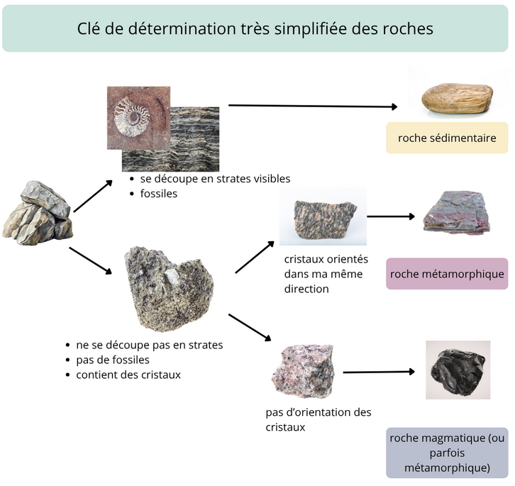 Clé de détermination
