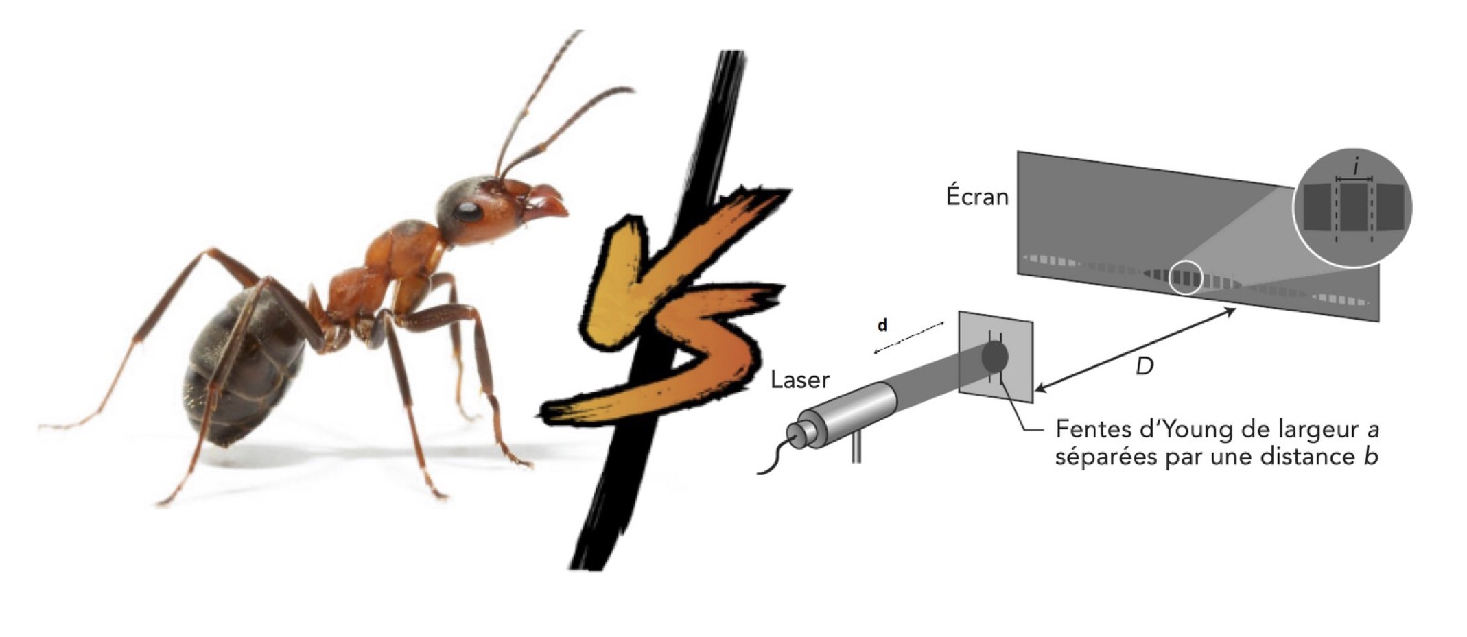 Dessin d’une fourmi et dessin d’un montage d’interférences