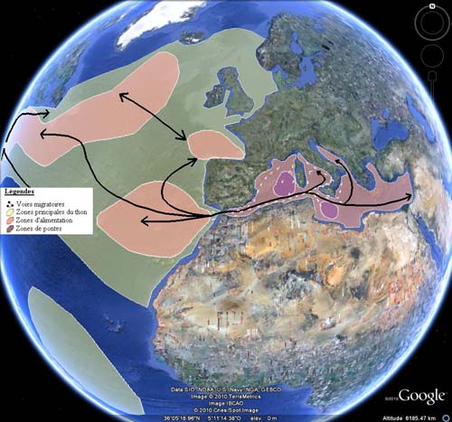 Les voies de migration du thon rouge