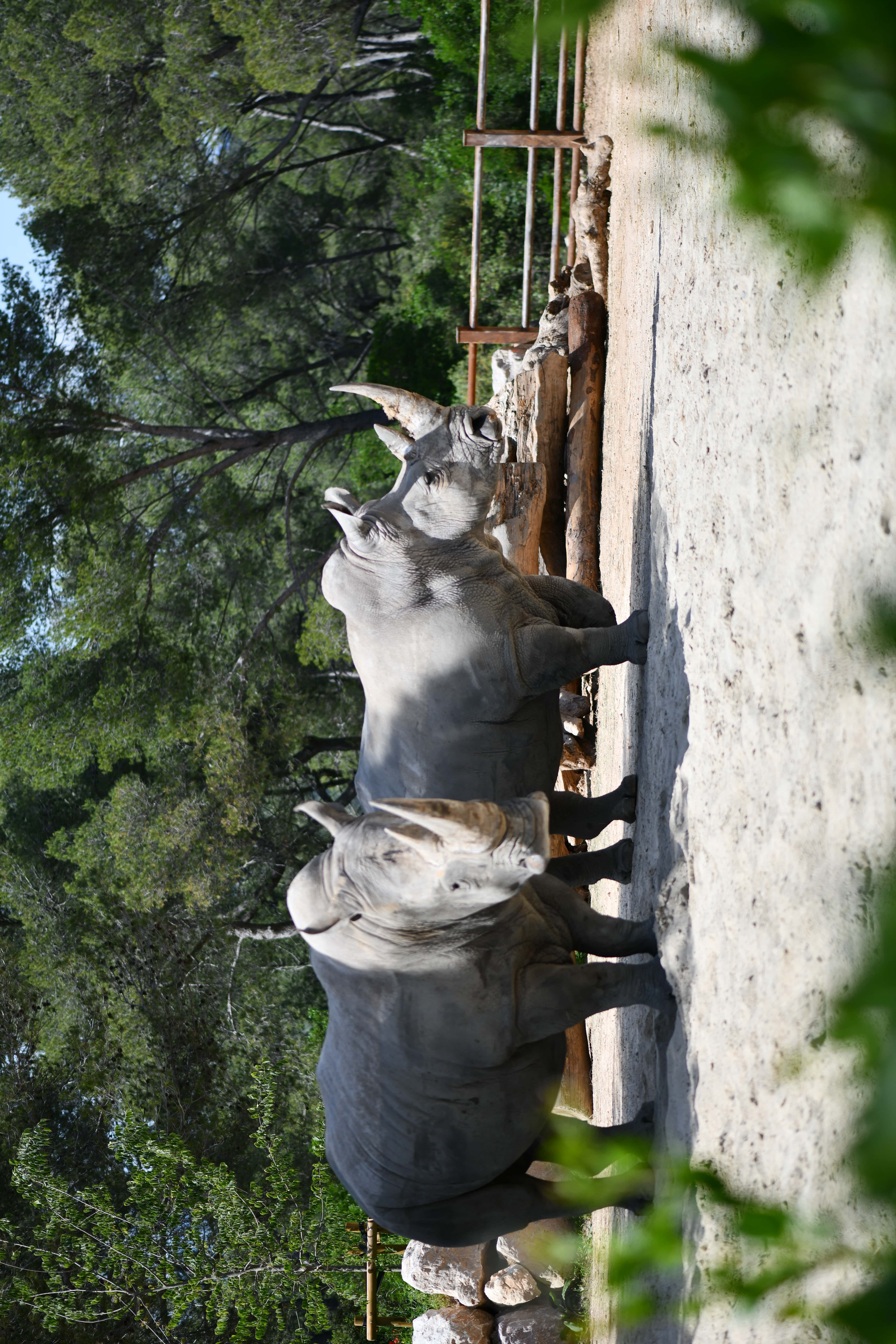 visuel rhinocéros