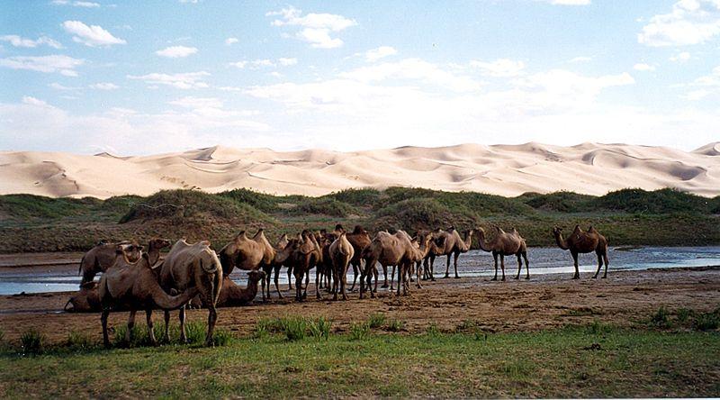 Chameaux de Bactriane près des dunes de sable de Khongoryn Els, Parc national de Gobi Gurvansaikhan, Province d'Ömnögovi, Mongolie.