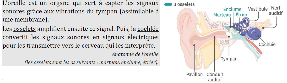 Schéma d’une oreille