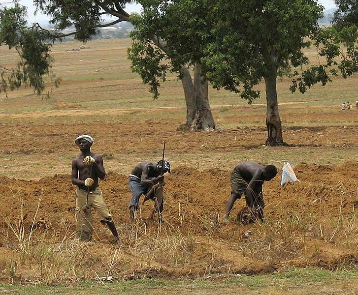 fermiers nigérians