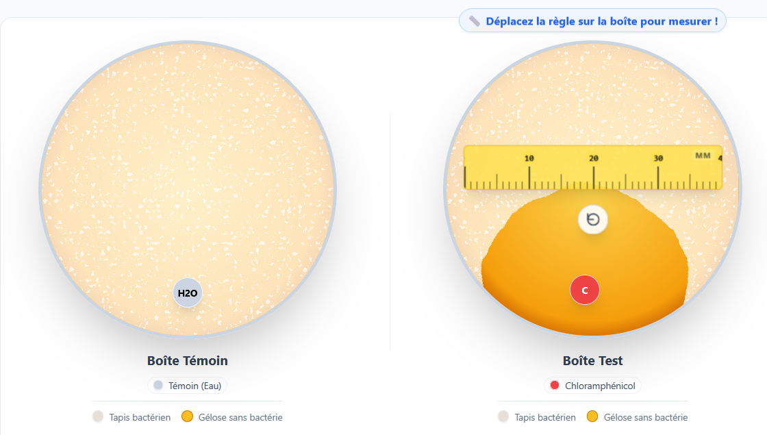Image de l'antibiogramme